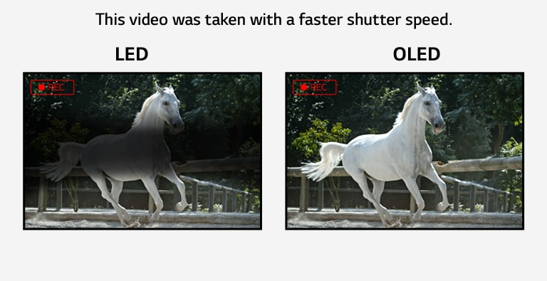 Comparación del parpadeo en una pantalla LED que muestra un parpadeo y una pantalla OLED que no parpadea al mostrar un vídeo de un caballo blanco corriendo. (reproducir video)