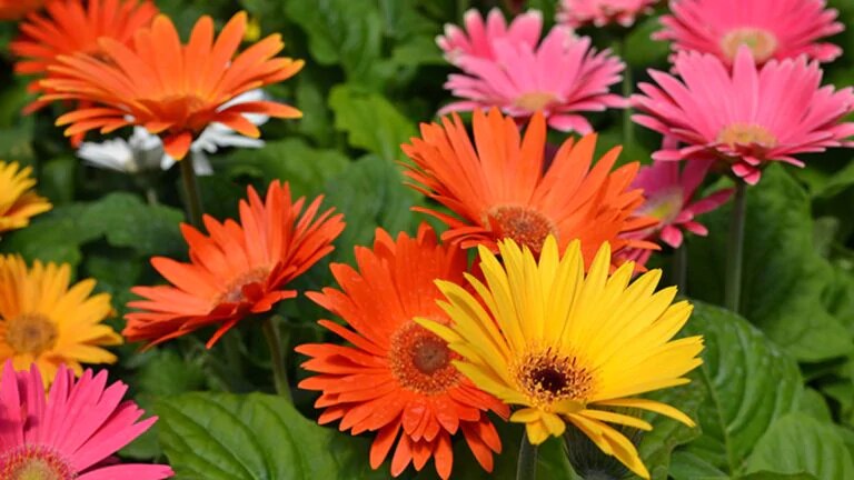 Gerbera Daisies 