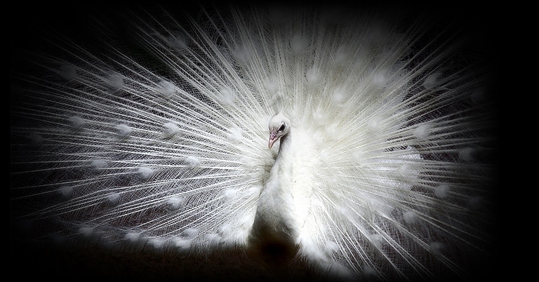 صورة لطاووس أبيض اللون على خلفية سوداء بشاشة  OLED evo من إل جي مع ظهور التفاصيل المعقدة لكل ريشة بشكل واضح