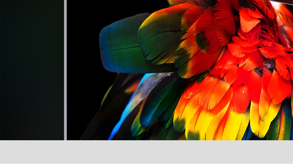 En bild av en papegojas stjärtfjädrar mot en svart bakgrund visas i det övre hörnet på en smal OLED-TV mot en svart bakgrund. Varje enskild färg i papegojans fjädrar är levande och tydligt definierad.