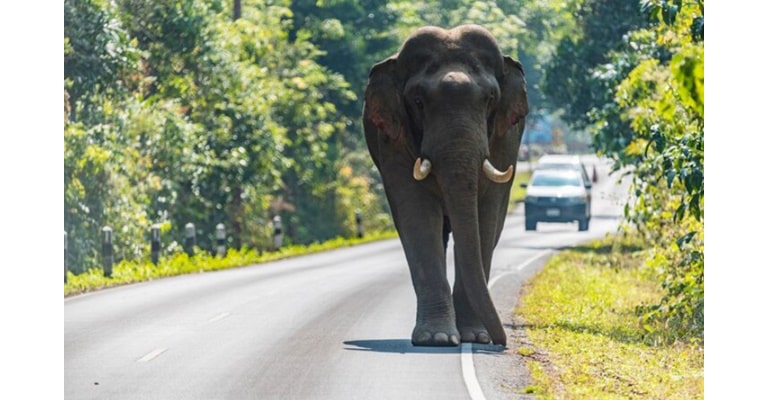 ช้างเดินบนถนนที่อุทยานแห่งชาติเขาใหญ่