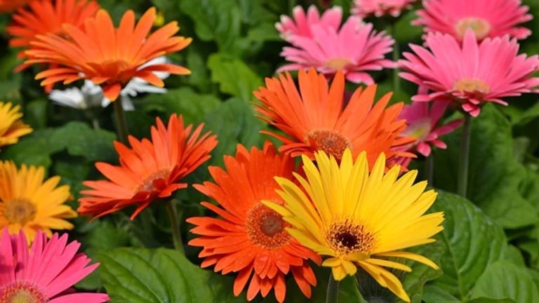 Gerbera Daisies (ต้นเยอบีร่า)