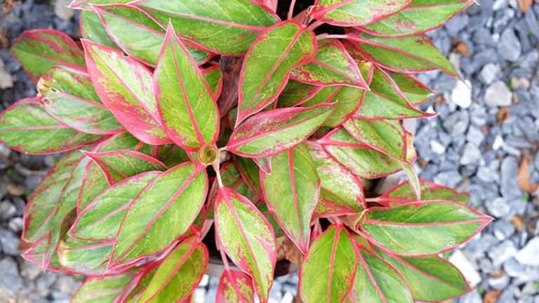 Chinese Evergreen (ต้นเขียวหมื่นปี)