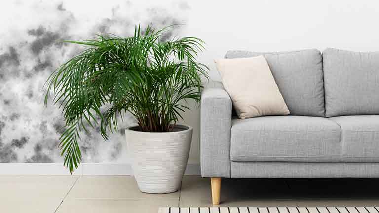 กำจัดเชื้อรา