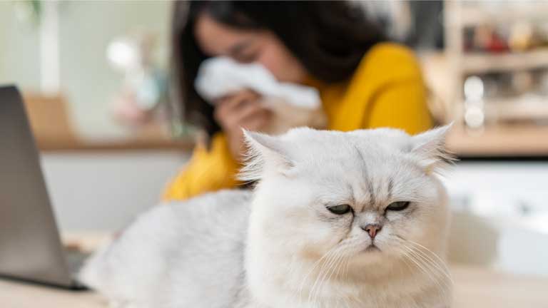 cat-fur-allergy