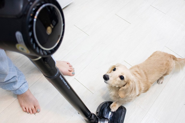 The top of the vacuum down to the floor can be seen where there are two feet and a dog looking up at the machine.