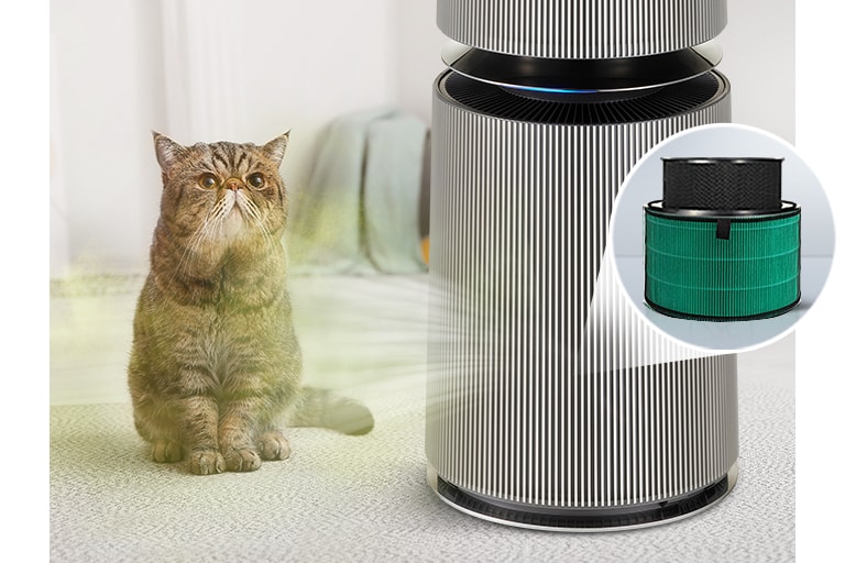 它吸收貓的氣味,讓家變得更舒適宜人
