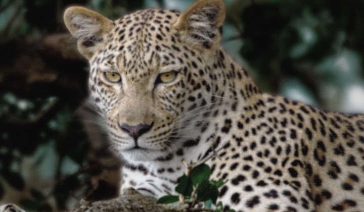 Lines animate across a very dull and almost gray image of a leopard in a forest as if a supercomputer is analyzing the elements in the frame. A laser traces the leopard's silhouette and then it is enhanced to be brighter, sharper, and more Colourful. The background also transforms from left to right, now with improved contrast, depth, and Colours.