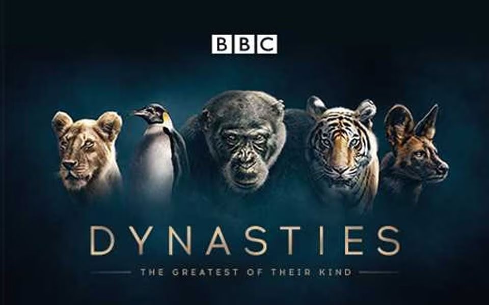 Dynasties: David Attenborough’s newest 4K excursion.