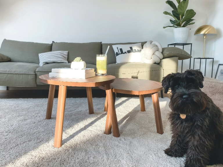 A cosy living room setting with a dark-haired dog sitting on a plush white rug, flanked by round wooden coffee tables and a sofa in the background