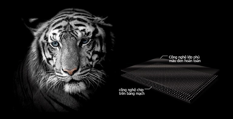 Khuôn mặt của một con hổ trắng để nhấn mạnh màu đen
