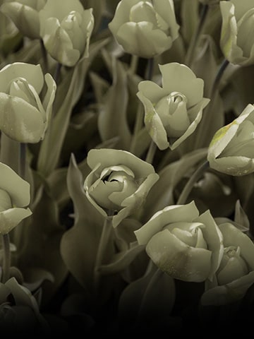 Image without color weakness mode applied.