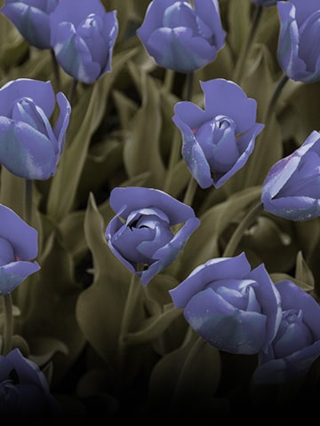 Image with color weakness mode applied.