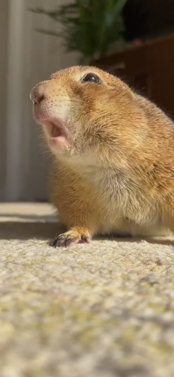 Close-up de uma marmota surpresa, evocando uma expressão bem-humorada.