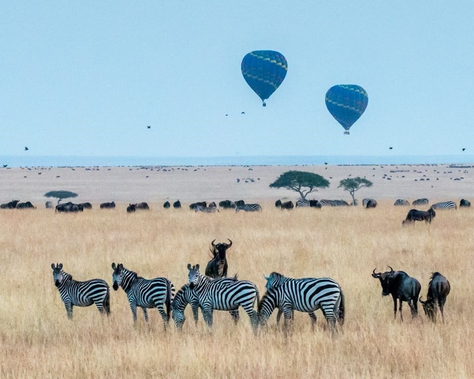 Zebras und Gnus grasen auf der Savanne des Maasai Mara, mit Heißluftballons am Himmel. Eine idyllische Szene, um sie mit familienfreundlichen Camping Gadgets von LG zu genießen.