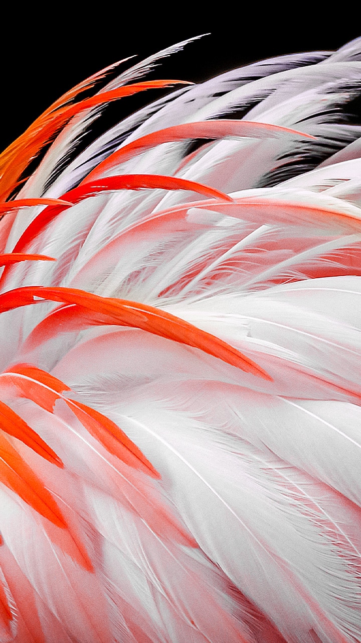 Et kedeligt billede af hvide og orange flamingofjer vises på skærmen. De vises, så de gradvist bliver lysere med 8 %, 13 %, 20 %, 23 %, 26 % og til sidst 30 %.