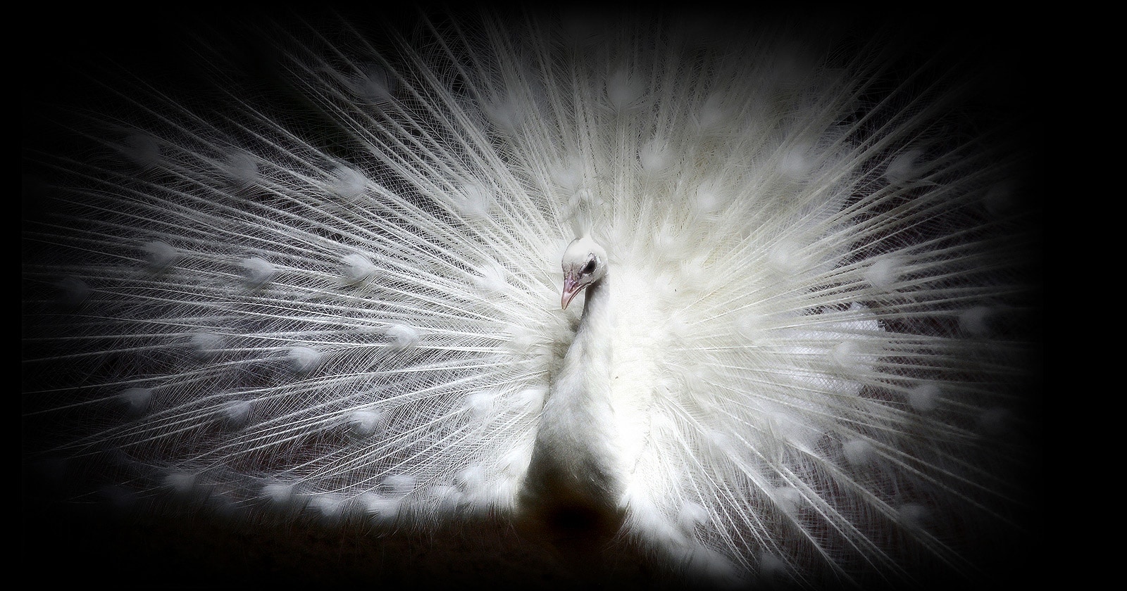 صورة لطاووس أبيض اللون على خلفية سوداء بشاشة OLED evo من إل جي مع ظهور التفاصيل المعقدة لكل ريشة بشكل واضح