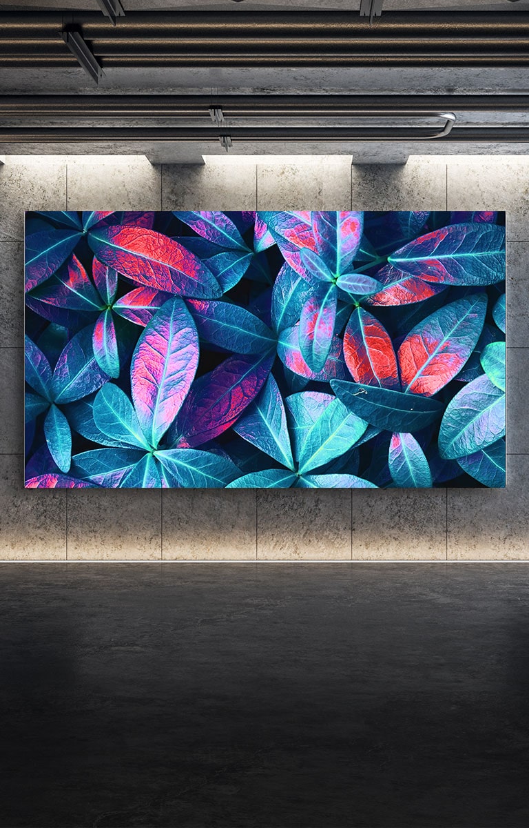 LG QNED MiniLED TV asennettuna harmaata seinää vasten. Kuvaruudulla näkyy lähikuva suurista kasvinlehdistä vihreän, sinisen ja punaisen eri sävyissä.
