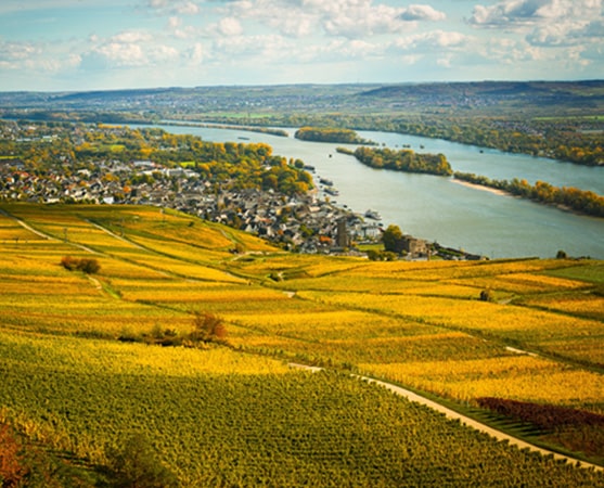 View of Rheingau vineyards with river in the background.