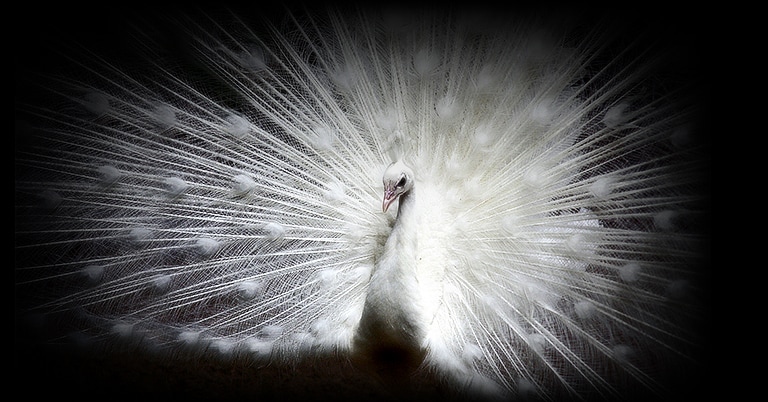 A picture of a white peacock against a black background on an LG OLED evo display shows each feather