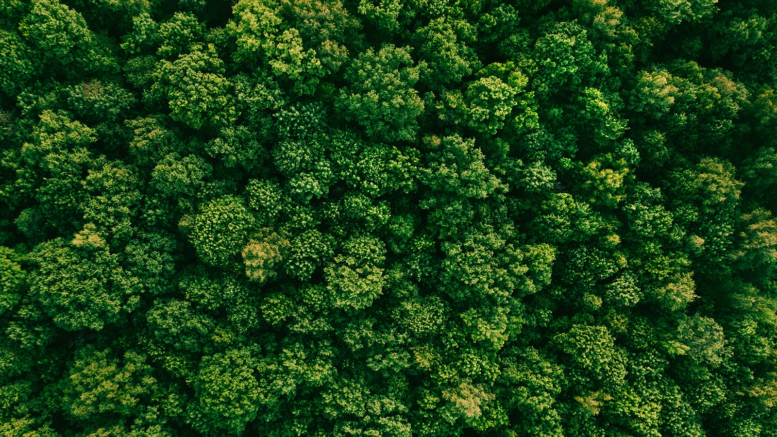 Žalio miško nuotrauka iš oro