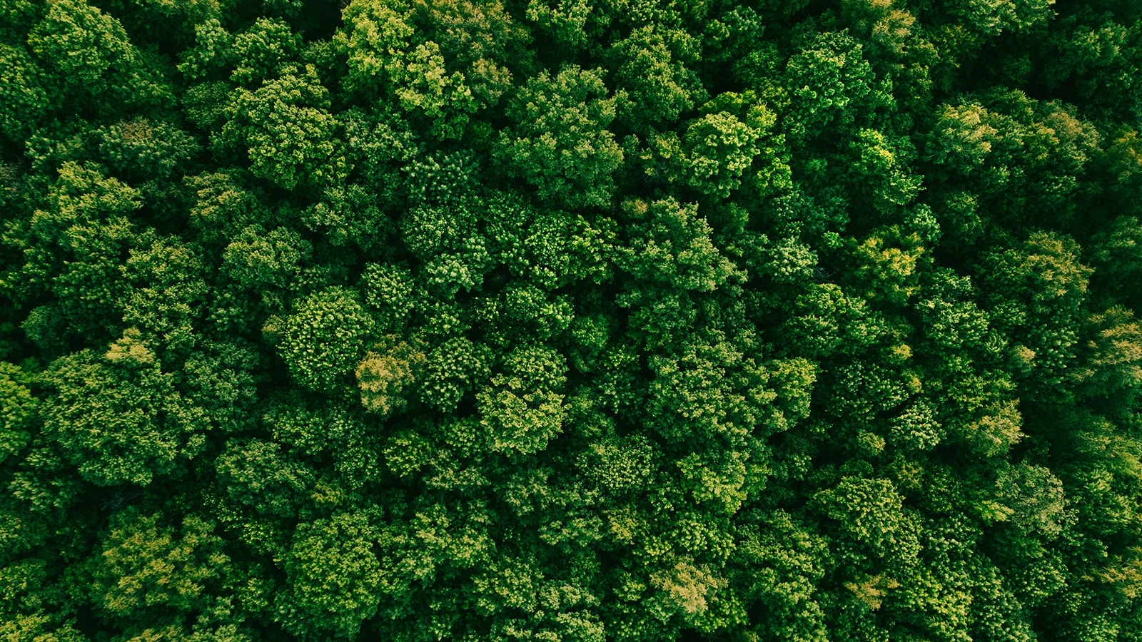 Aerofoto ar zaļu mežu