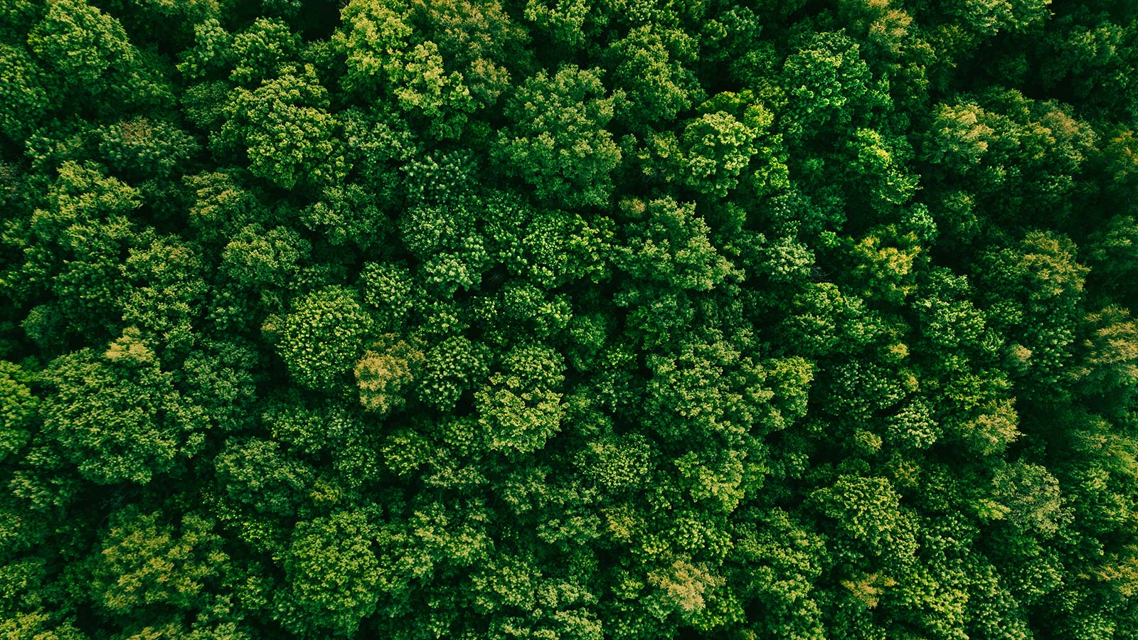 Аерофото знімок зеленої лісової зони.