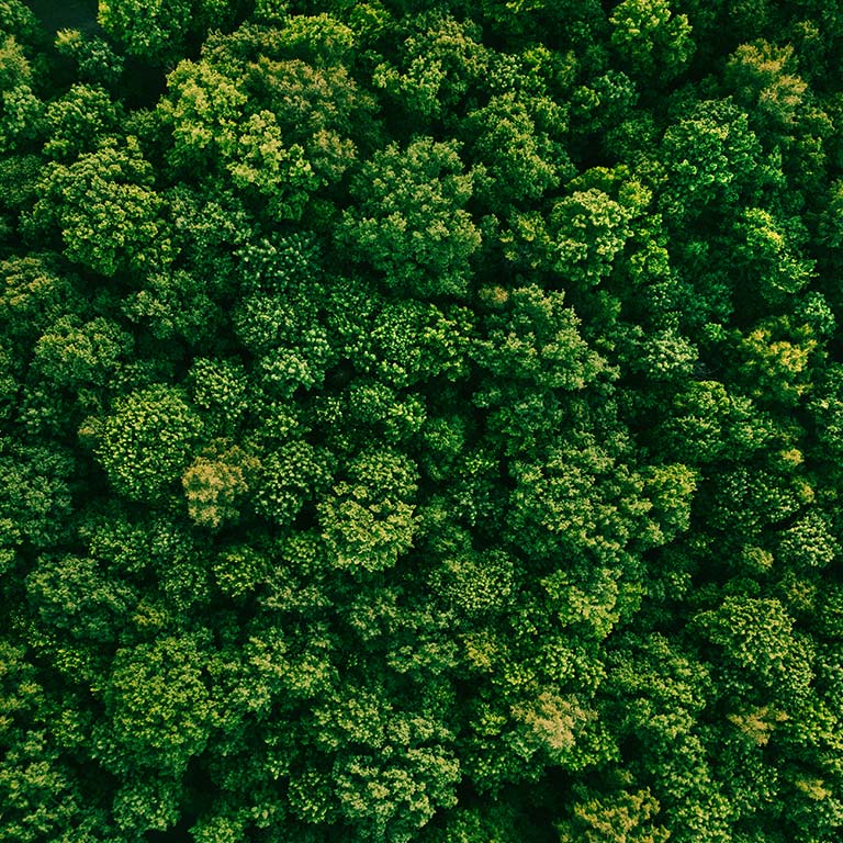 Аерофото знімок зеленої лісової зони.