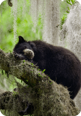 bear-card - mobile