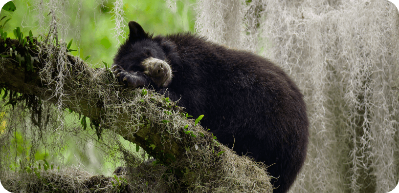 bear-card - desktop