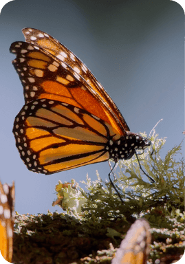 butterfly-card - mobile