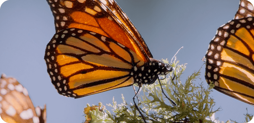 butterfly-card - desktop